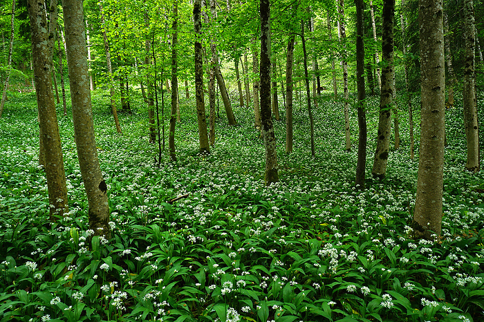 bear s garlic in the deciduous forest, Bear s Garlic in the Deciduous Forest,, by Zoonar J rgen Vogt