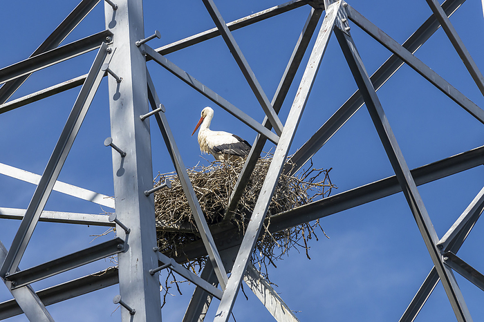 Stork nest in a high voltage pylon in Wiesbaden Schierstein Stork Nest in A High Voltage Pylon in Wiesbaden Schierstein, by Zoonar Dieter Meyer