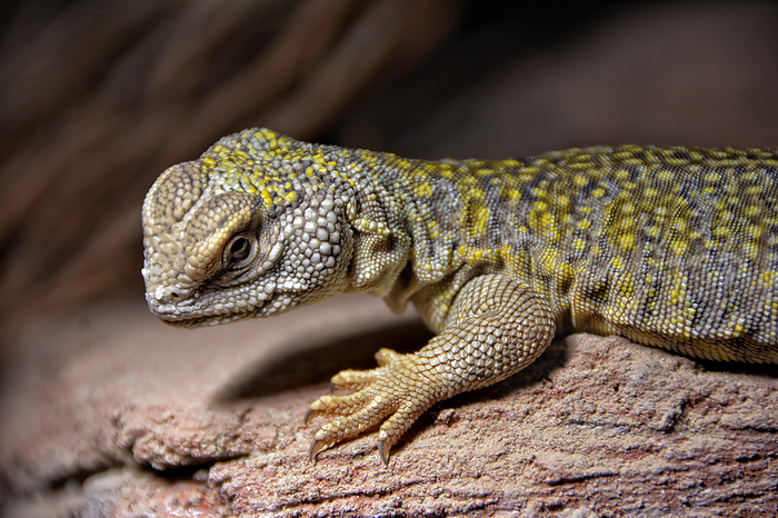 iguanian lizard 1 Iguanian Lizard 1, by Zoonar JOACHIM G. PI