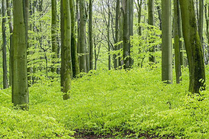Beech forest in spring Beech Forest in Spring, by Zoonar Helge Schulz