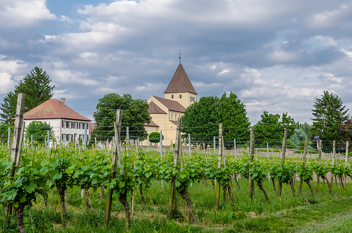 Church of Saint George with Vineyard on Reichenau Island, Lake Constance, Germany Church of Saint George With Vineyard on Reichenau Island, Lake Constance, Germany, by Zoonar Conny Pokorny