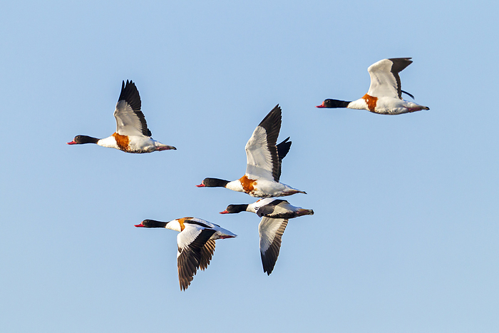 Common Shelduck males and female in flight   Tadorna tadorna Common Shelduck Males and Female in Flight   Tadorna Tadorna, by Zoonar Helge Schulz