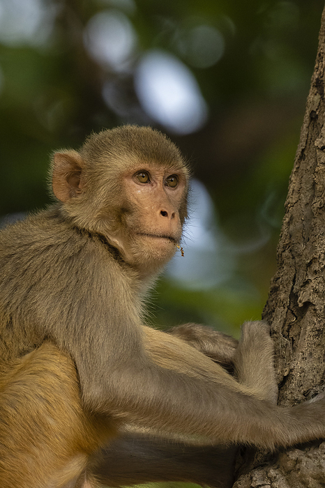 Rhesus macaque, Macaca mulatta, Bandhavgarh National Park, India. Rhesus macaque  Macaca mulatta , Bandhavgarh National Park, Madhya Pradesh, India, Asia, by Sergio Pitamitz