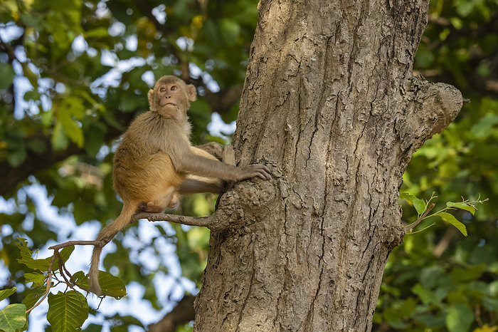 Rhesus macaque, Macaca mulatta, Bandhavgarh National Park, India. Rhesus macaque  Macaca mulatta , Bandhavgarh National Park, Madhya Pradesh, India, Asia, by Sergio Pitamitz