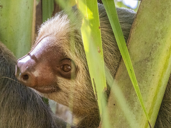 An adult mother Hoffmann s two toed sloth, Choloepus hoffmanni, in a tree at Playa Blanca, Costa Rica. An adult mother Hoffmann s two toed sloth  Choloepus hoffmanni  in a tree at Playa Blanca, Costa Rica, Central America, by Michael Nolan