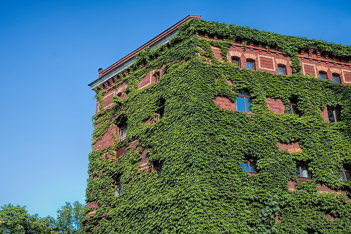 Halle Saale, Germany   house overgrown with ivy Halle Saale, Germany   House Overgrown With Ivy, by Zoonar ArTo
