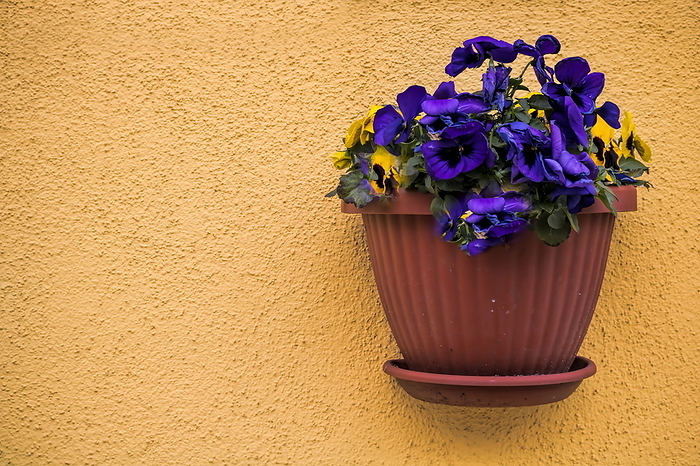 burano, italy   14.03.2019   flower pot on a house wall in the old town Burano, Italy   03 14 2019   Flower pot on a house wall in the old town, by Zoonar ArTo