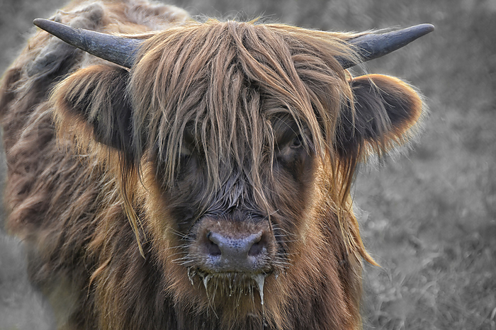 Highland Cattle 2 Highland Cattle 2, by Zoonar JOACHIM G. PI