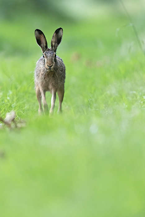 A male European hare, also called a buck, follows the odour trail of a female A Male European Hare, i.e. Called a Buck, Follow the Odour Trail of a Female, by Zoonar Helge Schulz