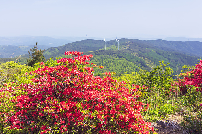 Azaleas and windmills on Mt. Tokusenjo, Miyagi Prefecture