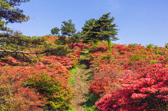 Azaleas on Mt. Tokusenjo, Miyagi Pref.