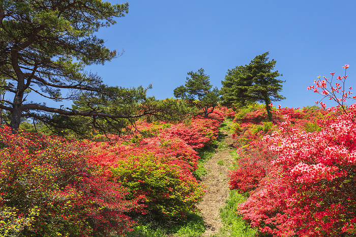 Azaleas on Mt. Tokusenjo, Miyagi Pref.