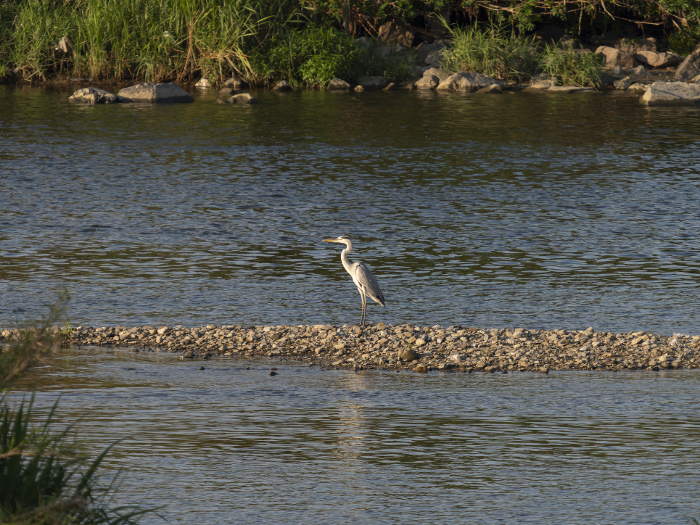 A great blue heron standing on a sandbar in the middle of the Yamato River