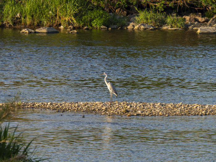 A great blue heron standing on a sandbar in the middle of the Yamato River