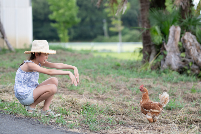 A child trying to touch a chicken
