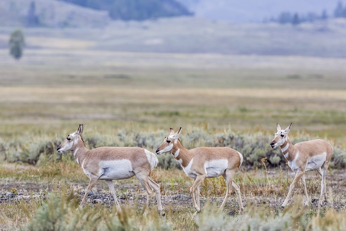 United States of America Pronghorn antelope  Antilocapra americana  in Lamar Valley, Yellowstone National Park, UNESCO World Heritage Site, Wyoming, United States of America, North America