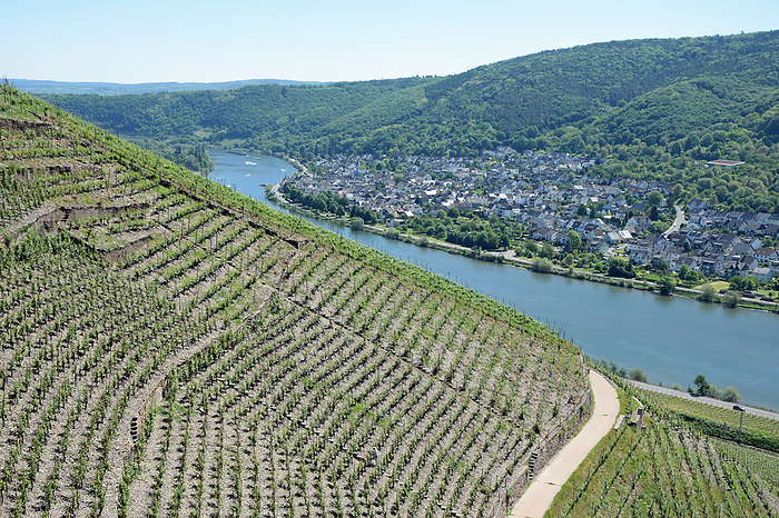 Moselle near Koblenz Lay Moselle Near Koblenz Lay, by Zoonar Volker Rauch