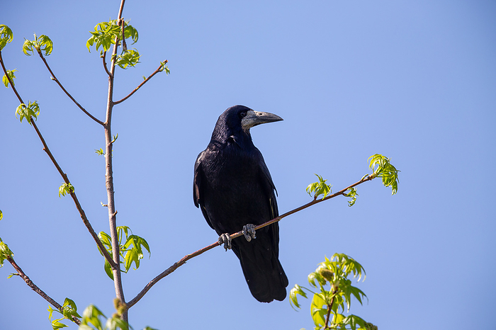 Common Crow  Corvus frugilegus  Common Crow  Corvus Frugilegus , by Zoonar Dirk R ter