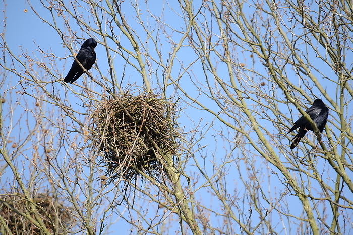 crow s nest Crow s Nest, by Zoonar Volker Rauch