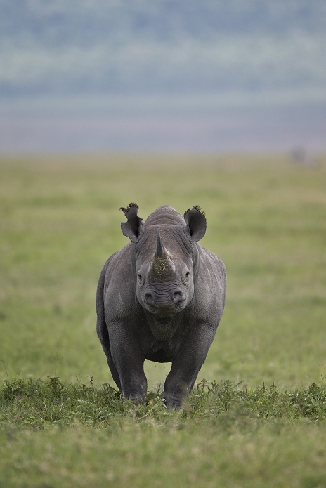 black rhinoceros  Diceros bicornis  Black rhinoceros  hook lipped rhinoceros   Diceros bicornis , Ngorongoro Crater, Tanzania, East Africa, Africa