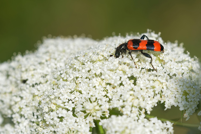 Shaggy bee beetle on a wild carrot Shaggy Bee Bee Betle on a Wild Carrot, by Zoonar JUERGENLANDSH