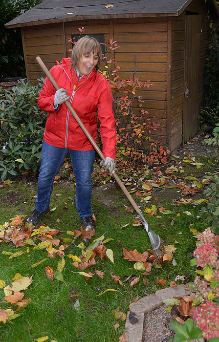 Woman raking leaves Woman Raking Leaves, by Zoonar Volker Rauch