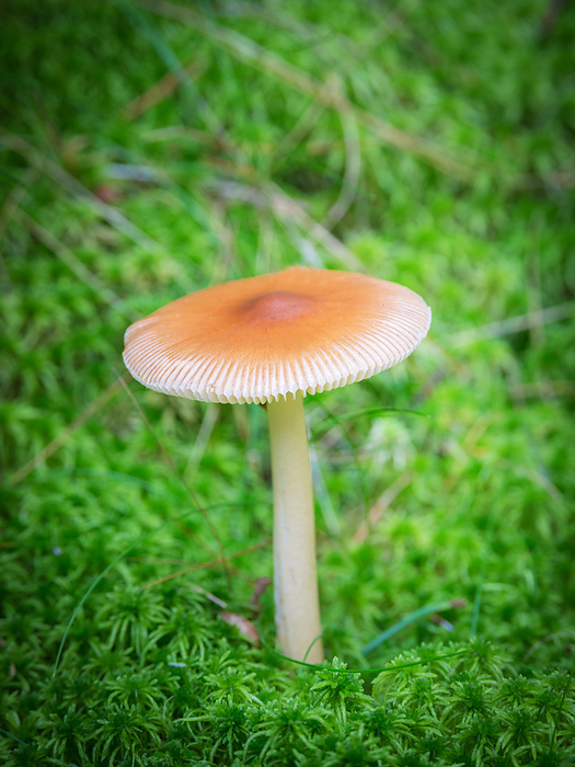 Mushroom in th forest Mushroom in TH Forest, by Zoonar Ewald Fr