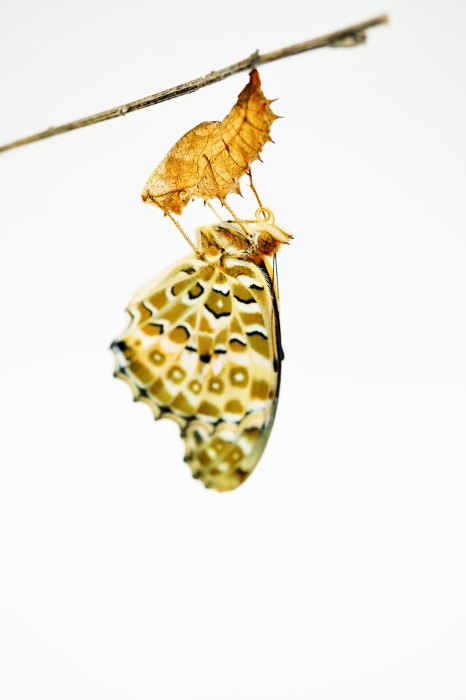 One lovely Tuna Leopard Butterfly stretching its wings, caught in an empty pupa attached to a thin stick against a white background, vertical.