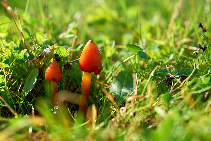 witch s hat  Hygrocybe conica  on a meadow in a Park in autumn Witch s has  Hygrocybe Conica  on a Meadow in A Park in Autumn, by Zoonar Heiko Kueverl