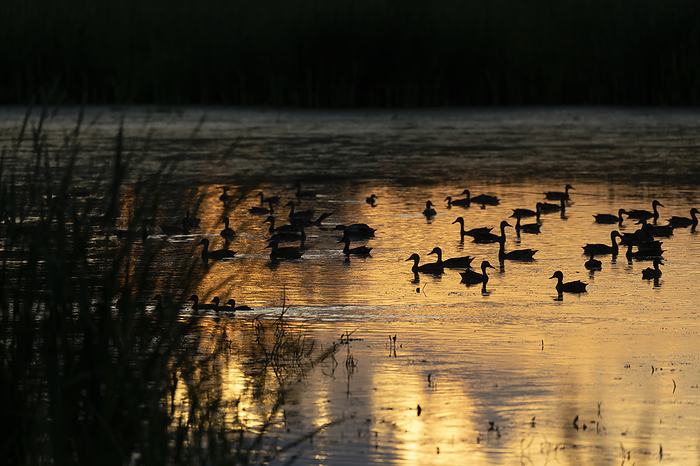 flock of ducks on the lake at sunset Flock of Ducks on the Lake At Sunset, by Zoonar KAREL BOCK