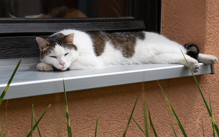 Cat on window sill Cat on Window Sill, by Zoonar Alexander Lud