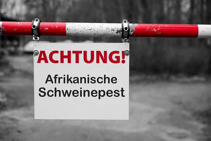 Sign with the inscription  Sign with the inscription Attention African Swine Pest  Attention African Swine Fever , by Zoonar Heiko Kueverl
