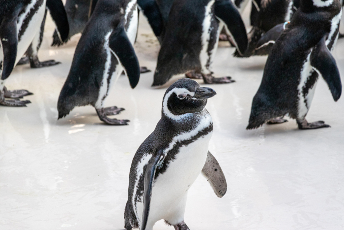 A flock of Magellanic penguins
