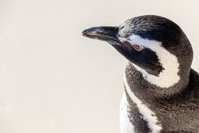 Close-up of Magellanic penguin's face