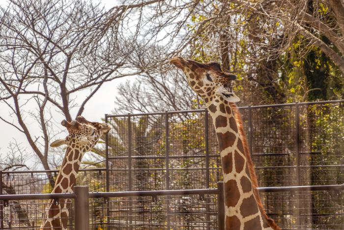 Two giraffes stretching their necks