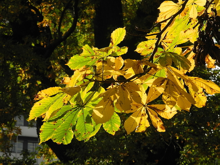 Horse chestnut leaves in autumn Horse Chestnut Leaves in Autumn, by Zoonar Volker Rauch