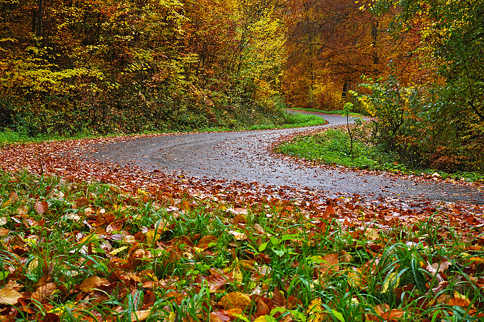 Risk of accident  danger of slipping on wet roads covered with autumn leaves Risk of Accident  Danger of Slipping on Wet Roads Covered with Autumn Leaves, by Zoonar J rgen Vogt