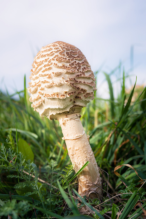 Amanita mushroom poisonal in a meadow Amanita Mushroom Poisonal in A Meadow, by Zoonar Ewald Fr