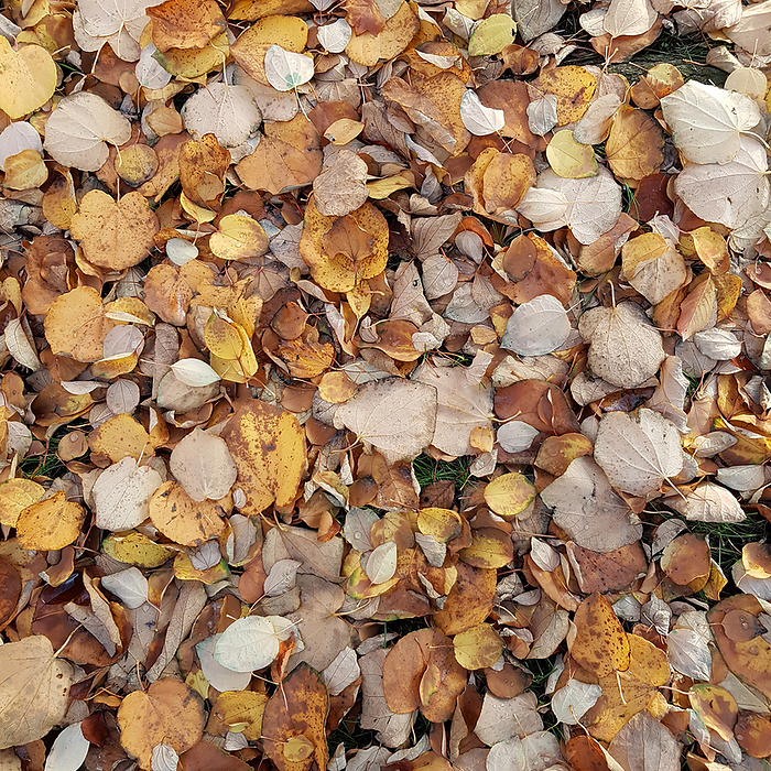 Texture of autumnal leaves of Katsura tree, Cercidiphyllum japonicum Texture of Autumnal Leaves of Katsura Tree, Cercidiphyllum Japonicum, by Zoonar Konrad Weiss