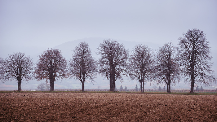 Naked trees in autumn on a field in Burgenland Naked Trees in Autumn on a field in Burgenland, by Zoonar Ewald Fr