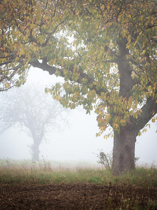 fog in november with trees Fog in November with Trees, by Zoonar Ewald Fr