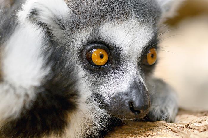 Close up Ring tailed lemur Portrait in nature. High quality photography Close up ring tailed lemur portrait in nature. High Quality Photography, by Zoonar DAVID HERRAEZ