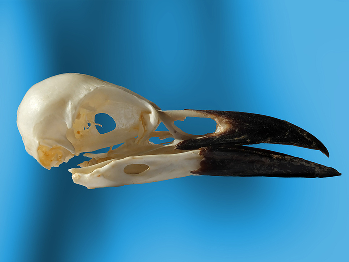 side view of a crow skull with open beak on a blue background Side View of a Crow Skull with Open Beak on a Blue Background, by Zoonar Philip Opensh