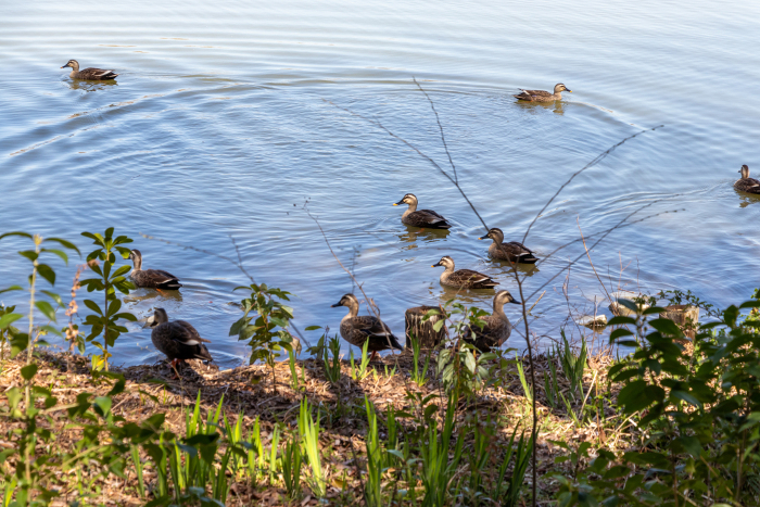 Lots of ducklings gathering at the water's edge