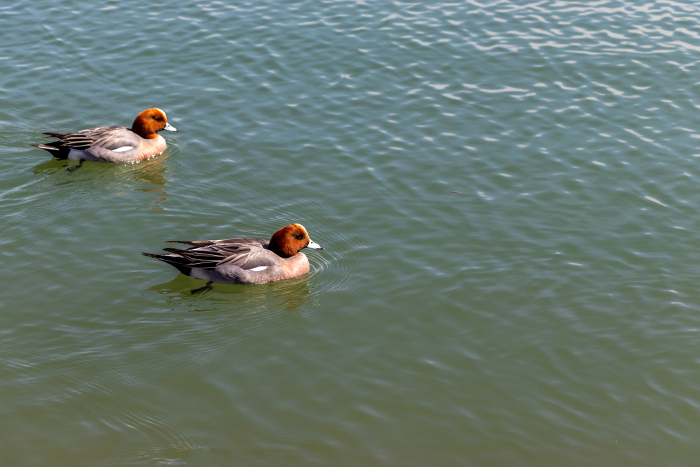 Two ducklings swimming on the surface of the water