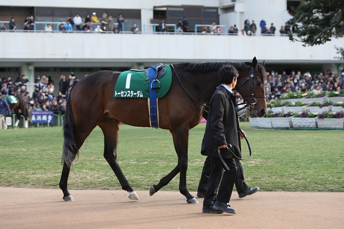 2014 Kisaragi Award  G3  Tosen Stardom, FEBRUARY 9, 2014   Horse Racing : Tosen Stardom is led through the paddock before the Kisaragi Sho  NHK Sho  at Kyoto Racecourse  Photo by Eiichi Yamane AFLO 