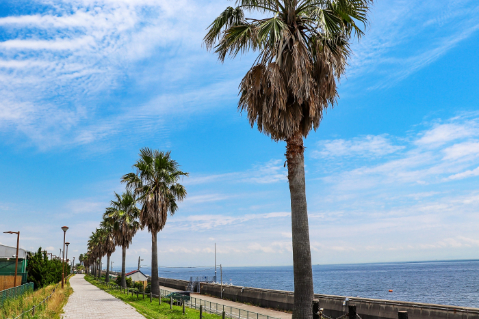 Seaside promenade lined with palm trees