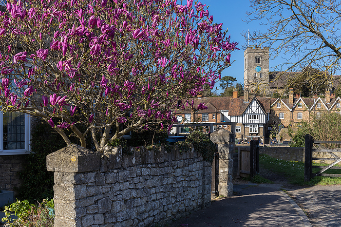 AYLESFORD, KENT UK   MARCH 24 : View of a colourful Magnolia tree flowering at Aylesford on March 24, 2019 Aylesford, Kent UK   March 24: View of a ColoUndurm Magnolia Tree Flowering at Aylesford on March 24, 2019, by Zoonar Phil Bird