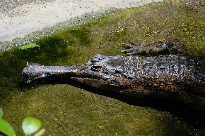 FUENGIROLA, ANDALUCIA SPAIN   JULY 4 : Tomistoma  Tomistoma schlegelii  Resting at the Bioparc Fuengirola Costa del Sol Spain on July 4, 2017 Fuengirola, Andalucia Spain   July 4: Tomistoma  Tomistoma Schlegelii  Resting at the Bioparc Fuengirola Costa del Sol Spain on July 4, 2017, by Zoonar Phil Bird
