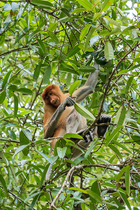 Proboscis monkey in the Bako National Park on Borneo Proboscis Monkey in the Bako National Park on Borneo, by Zoonar Stefan Laws
